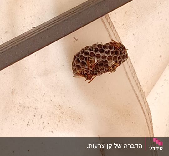 קן צרעות על בד לבן
